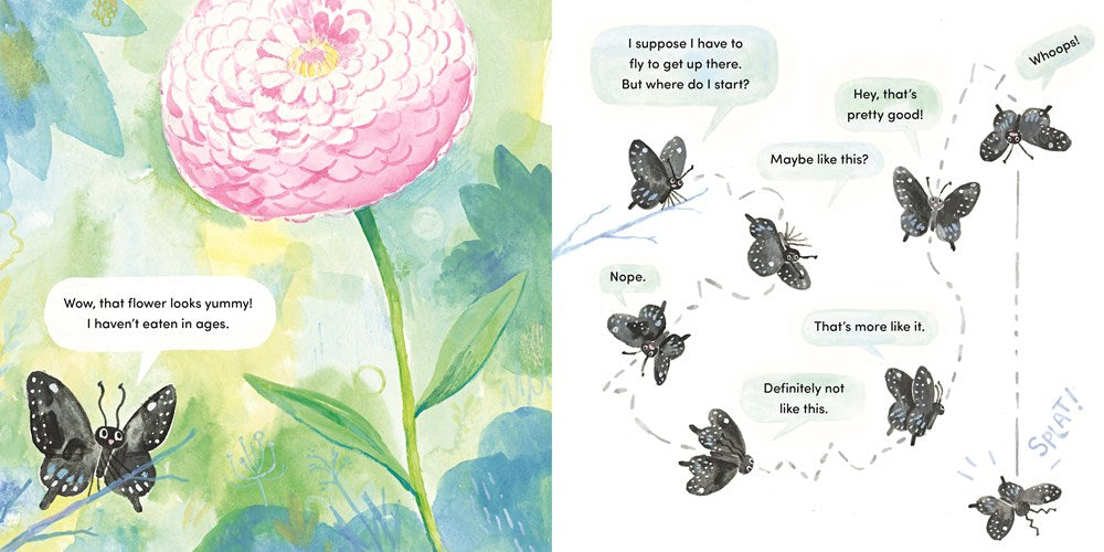 Papilio
