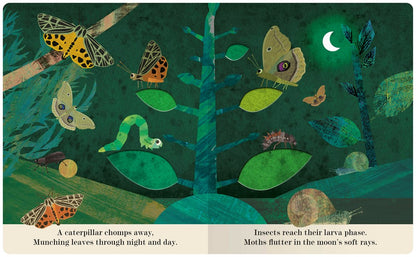 Bugs: A Peek-Through Picture Book